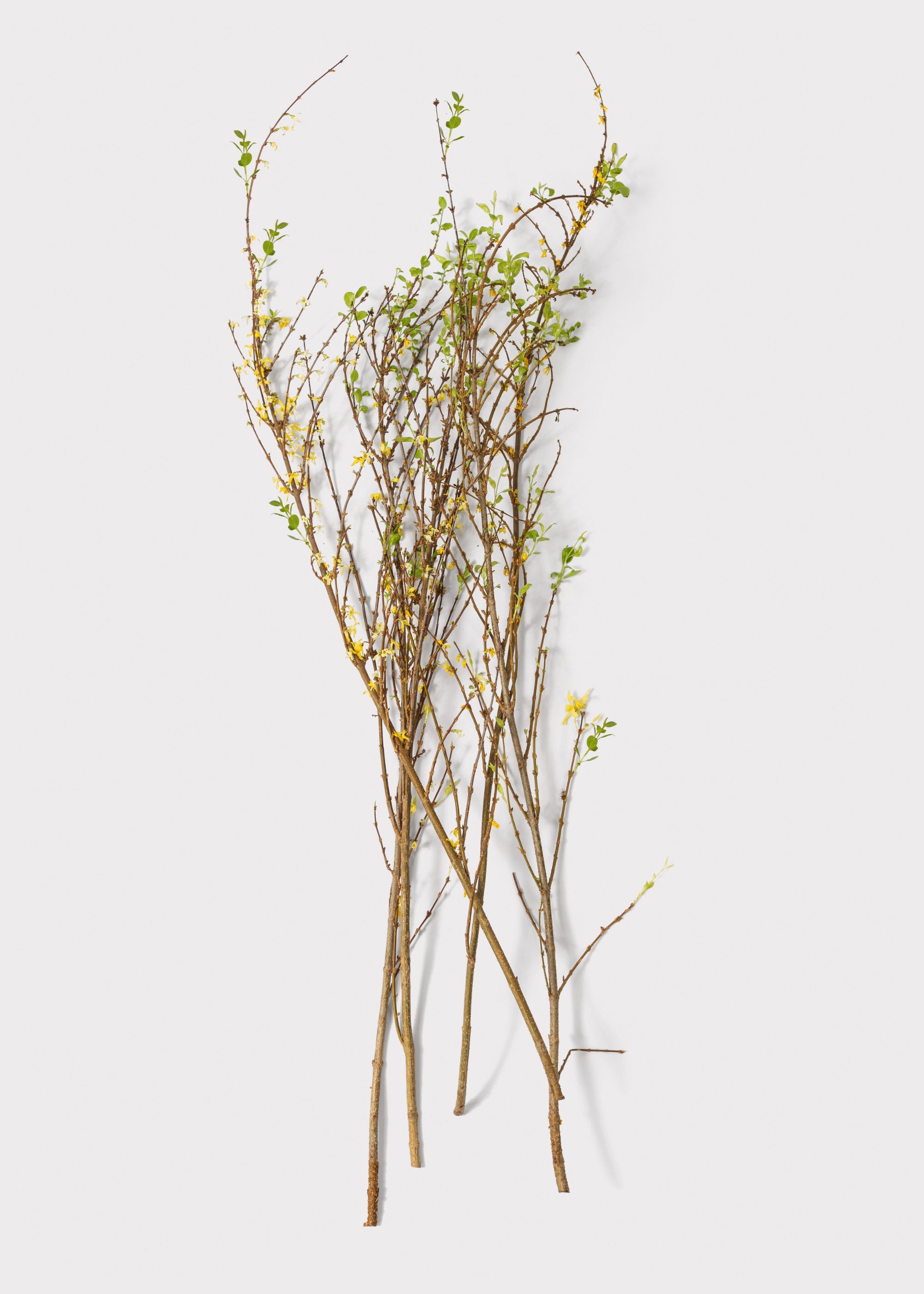 Faux Forsythia Branch for Vase Styling