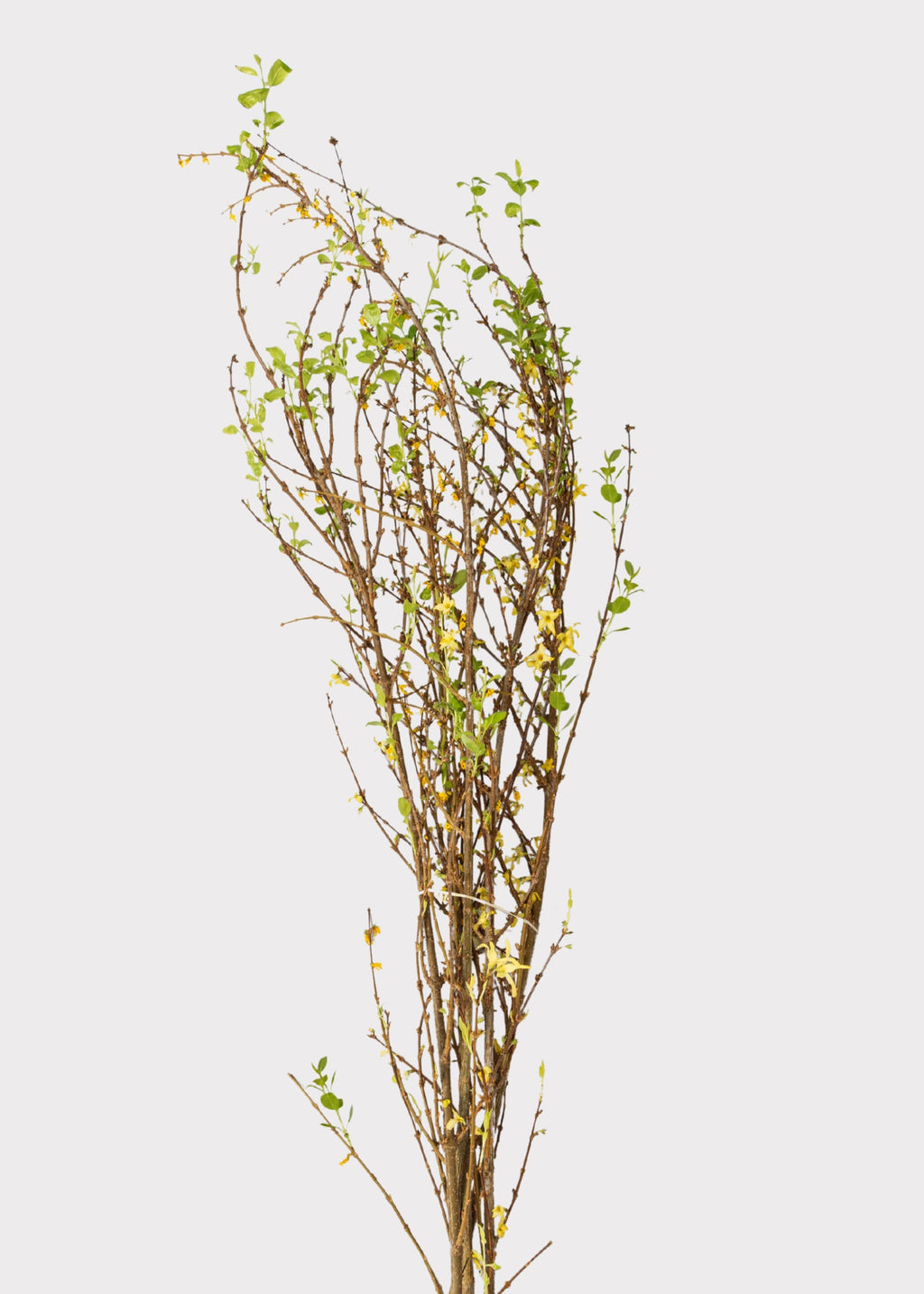 Faux Forsythia Branch for Vase Styling