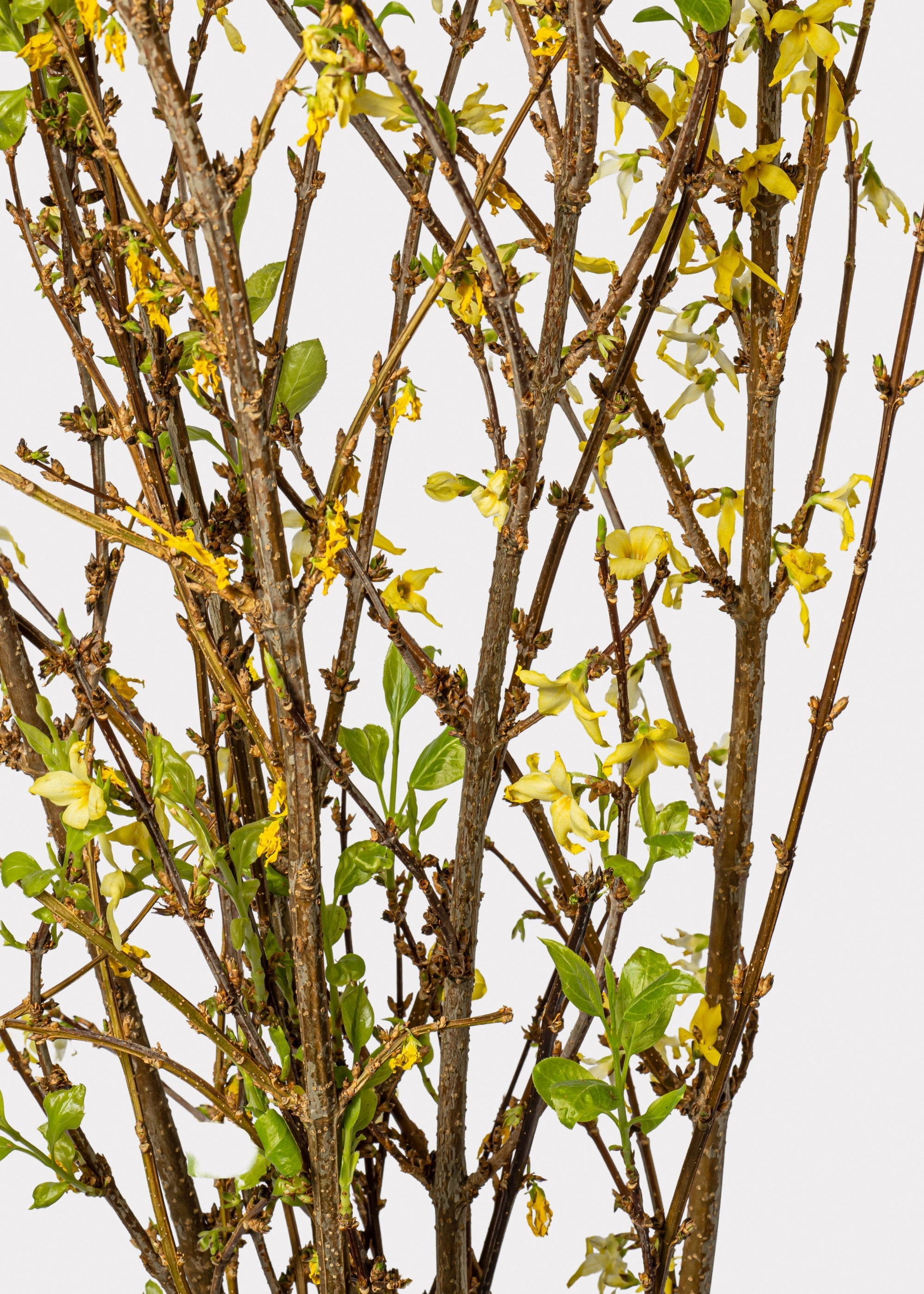 Faux Forsythia Branch for Vase Styling