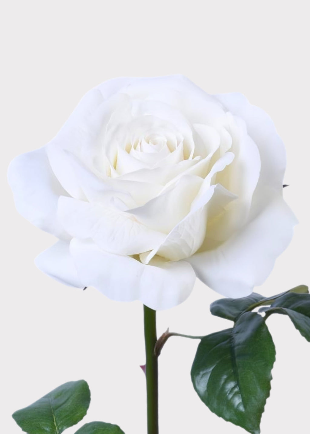 White Rose for Home Styling