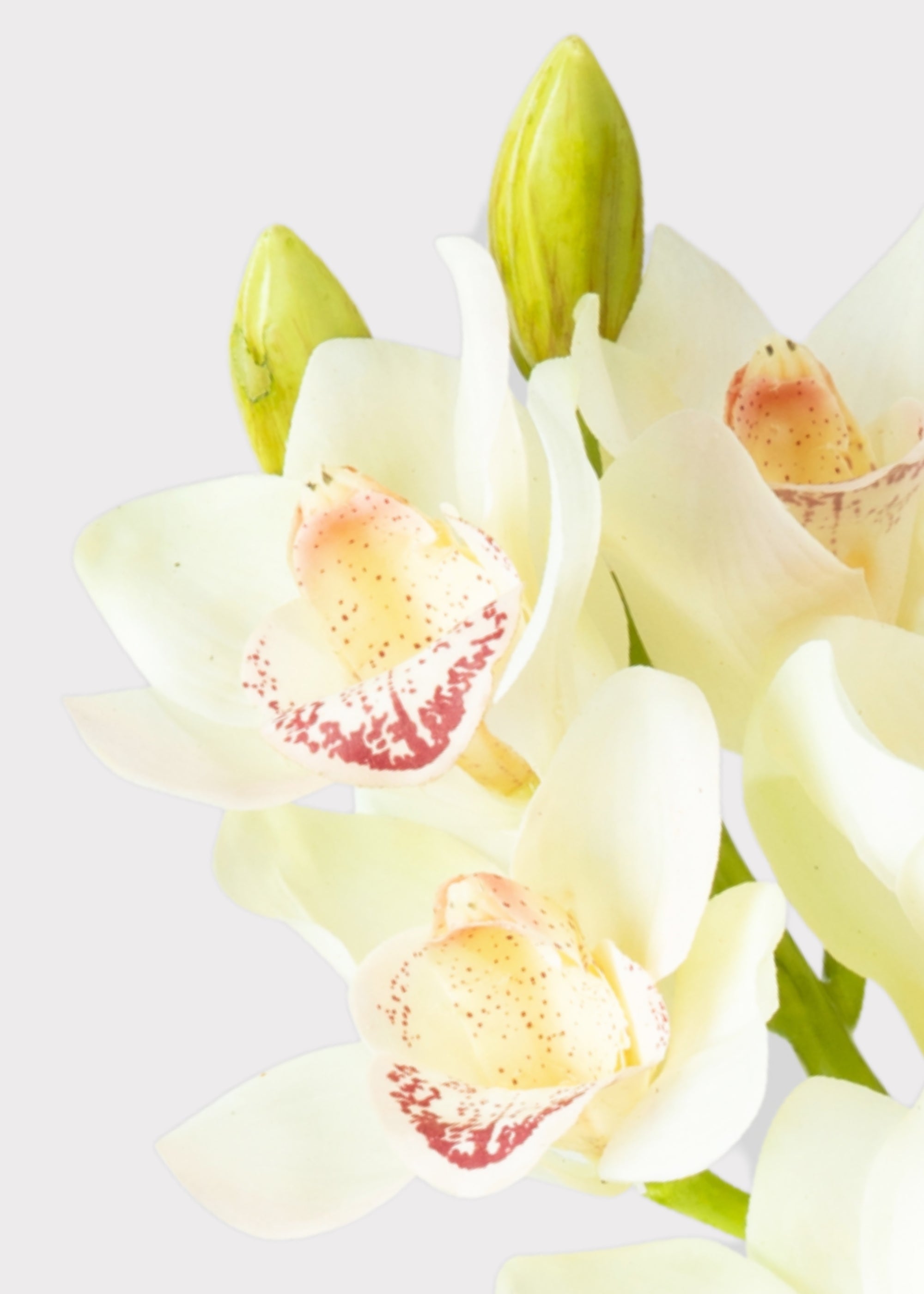 Burgundy Faux Orchid Stem for Vase and Wedding Styling
