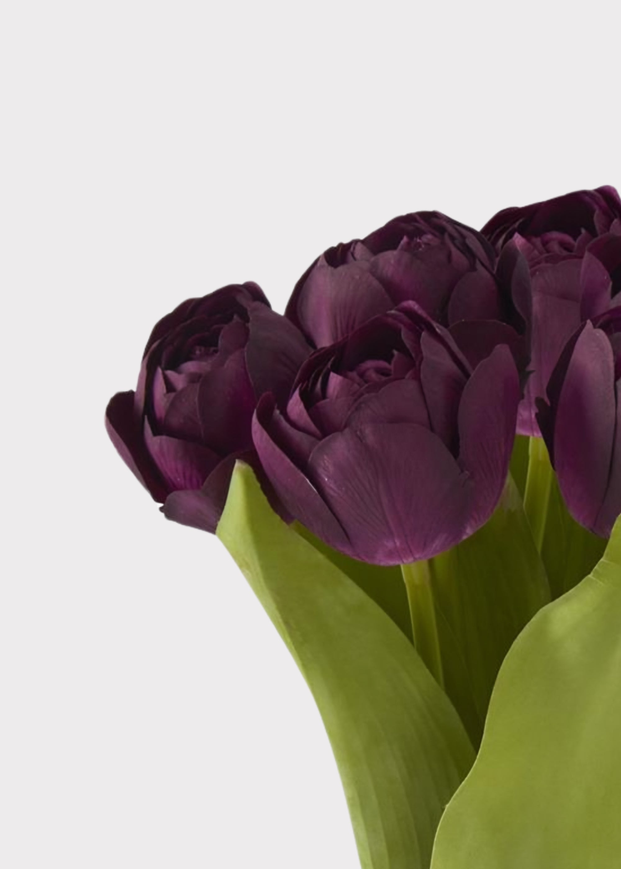 Plum Real Touch Tulip Bundle for Seasonal Vase Styling