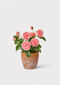 Pink Real Touch Rose Arrangement for Home Decor