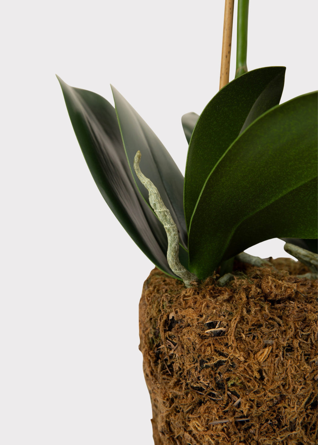 White Faux Orchid Plant for Planters and Shelves