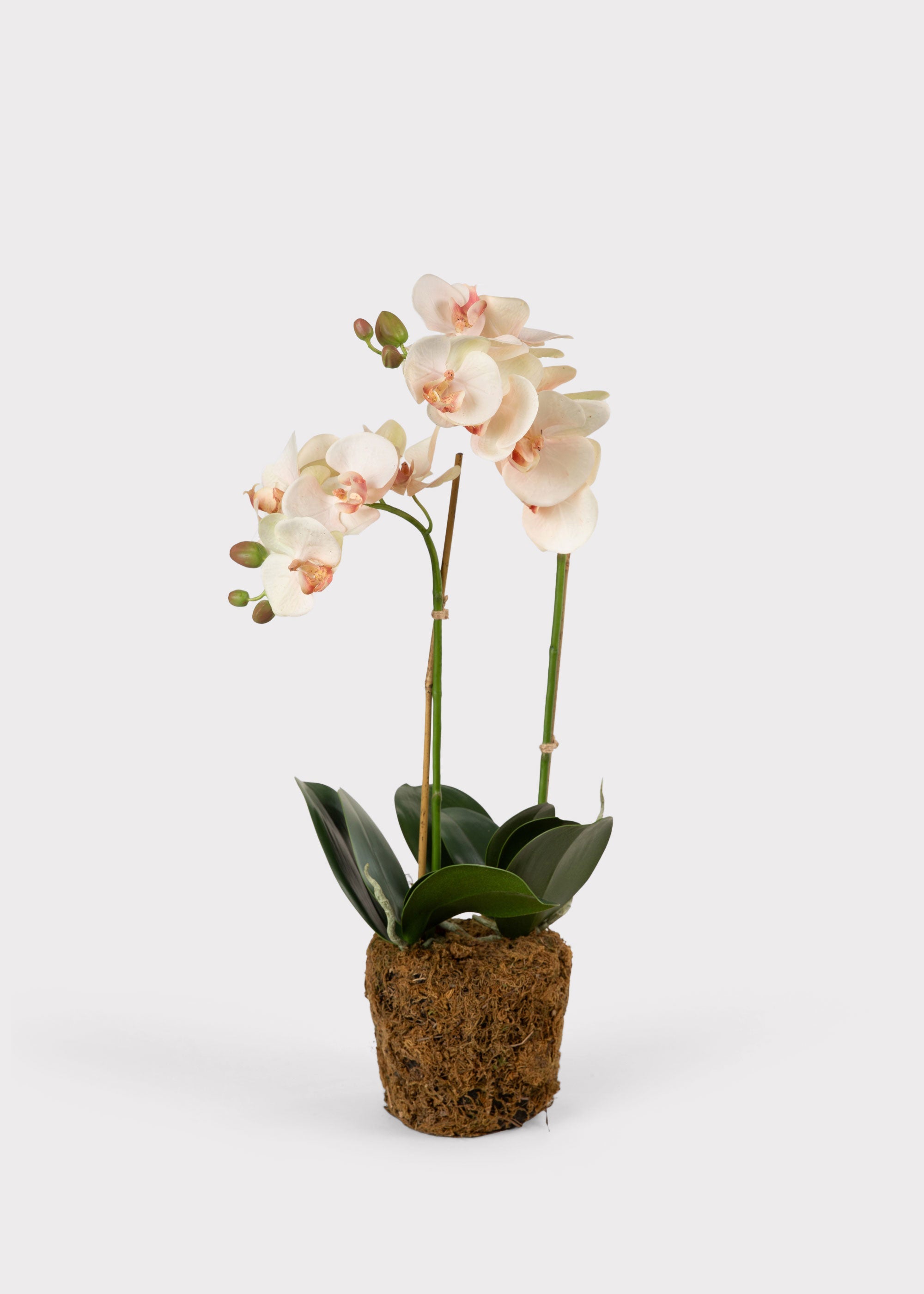 Blush Faux Orchid Plant for Planters and Shelves