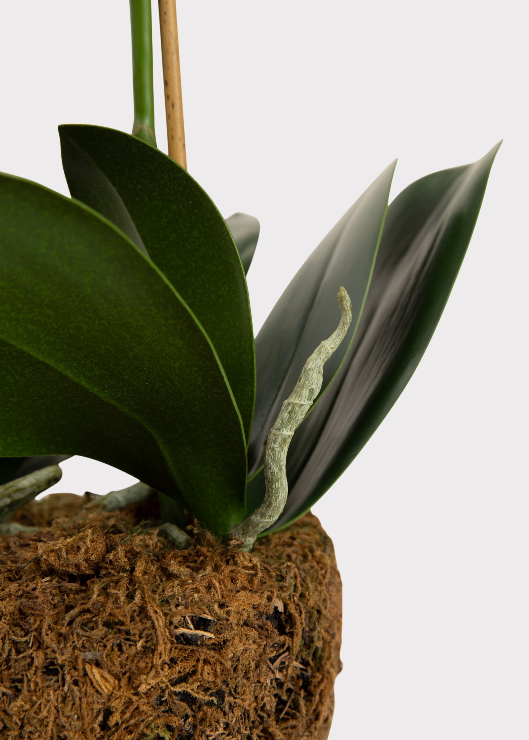 Blush Faux Orchid Plant for Planters and Shelves