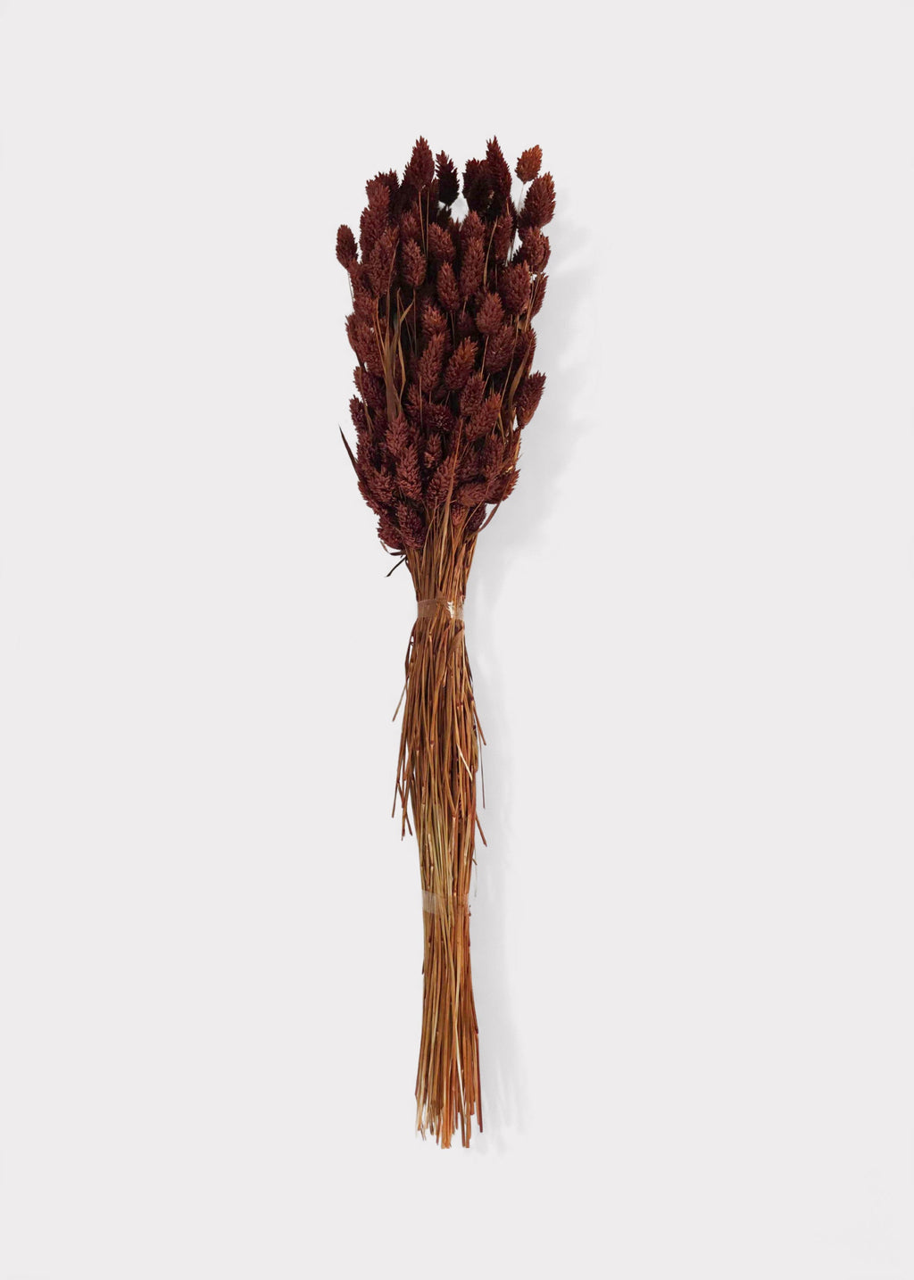 Burnt Brown Dried Grass Bundle for Vase and Wedding Styling