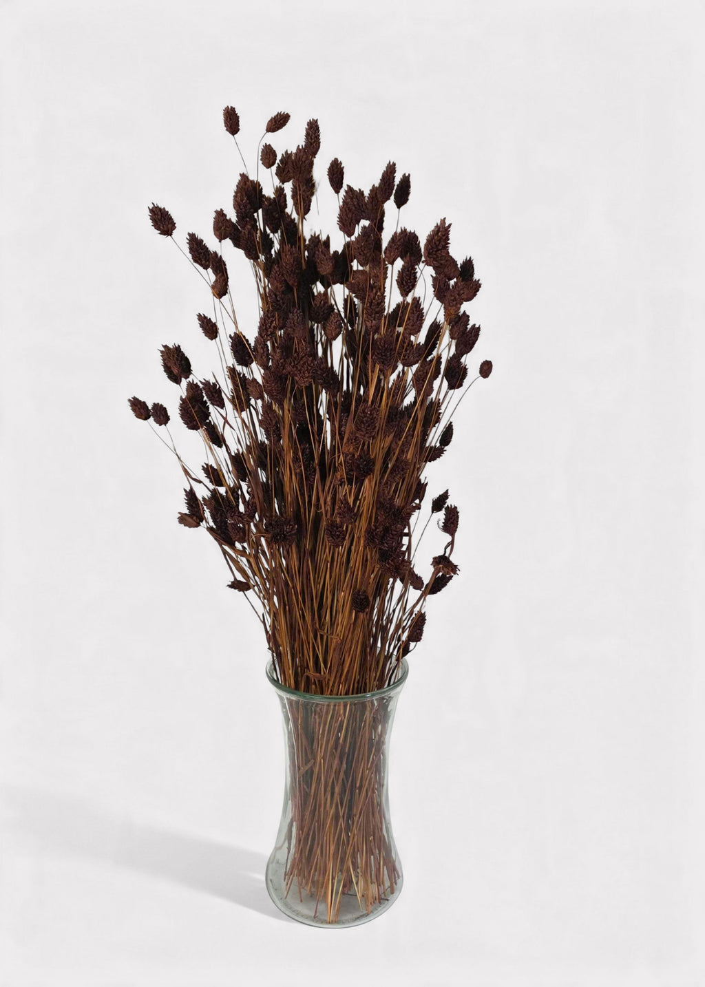 Chocolate Brown Dried Grass Bundle for Vase and Wedding Styling