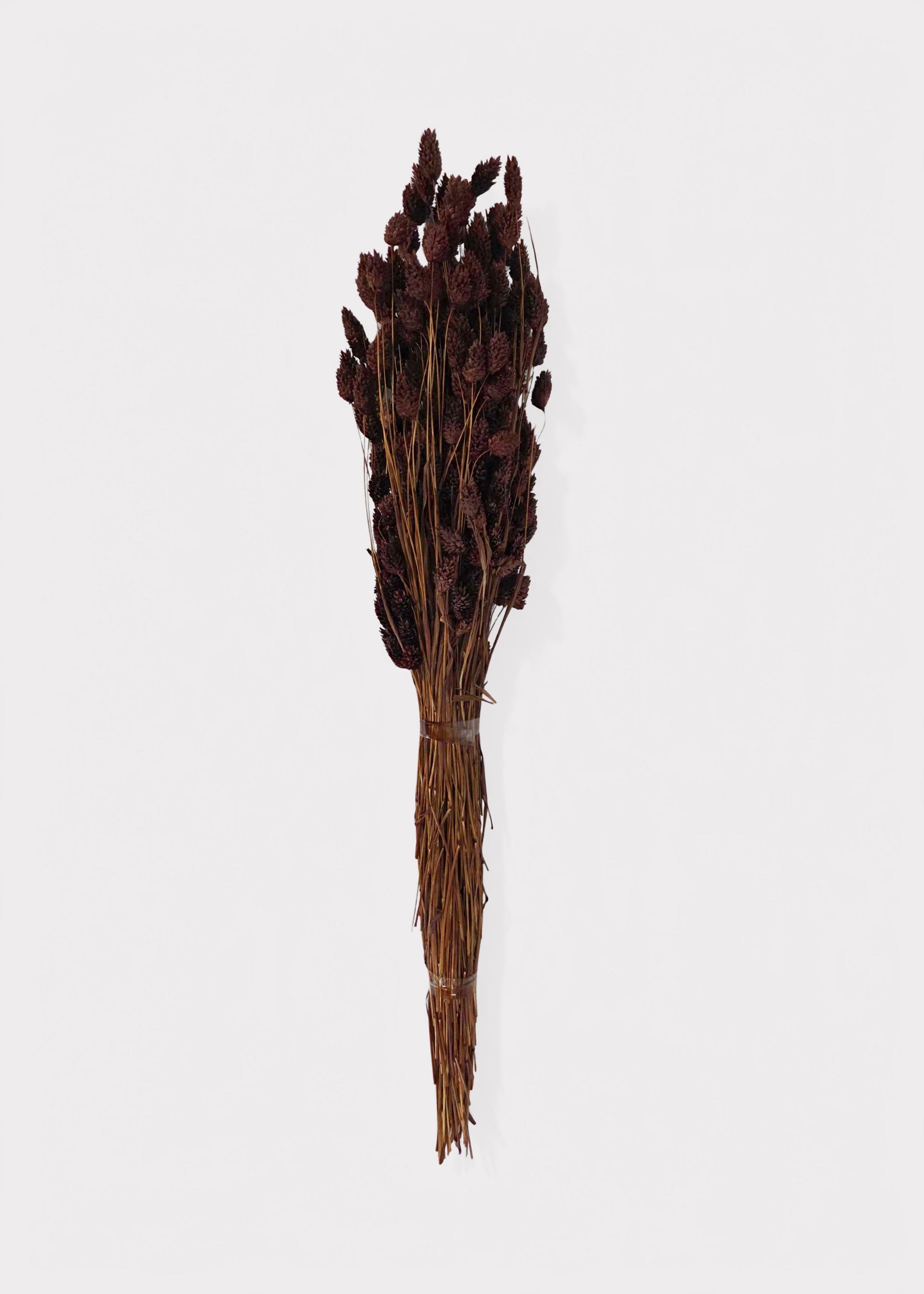 Chocolate Brown Dried Grass Bundle for Vase and Wedding Styling