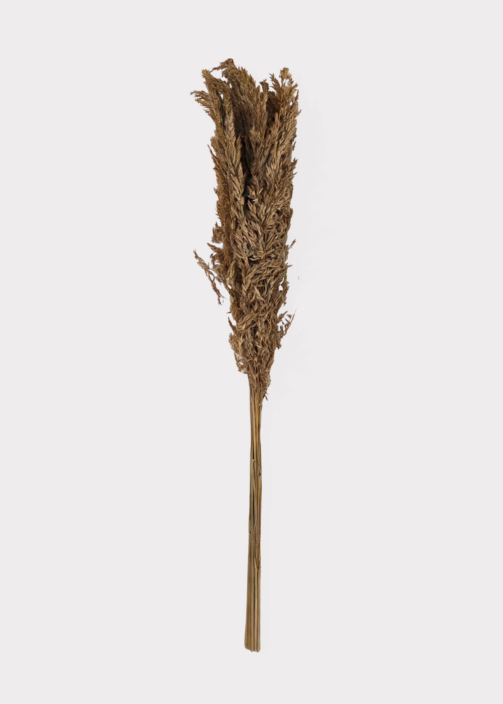 Dried Grass Bundle for Vase and Wedding Styling