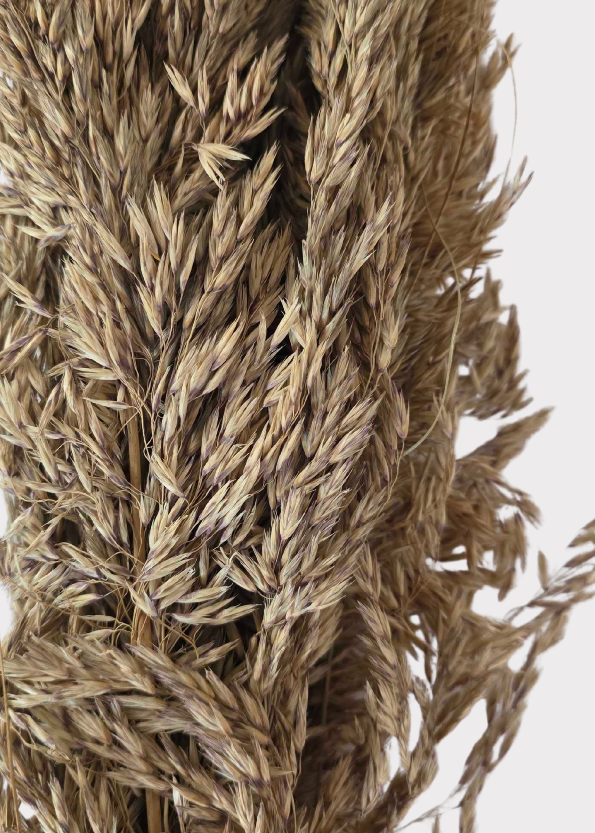 Dried Grass Bundle for Vase and Wedding Styling
