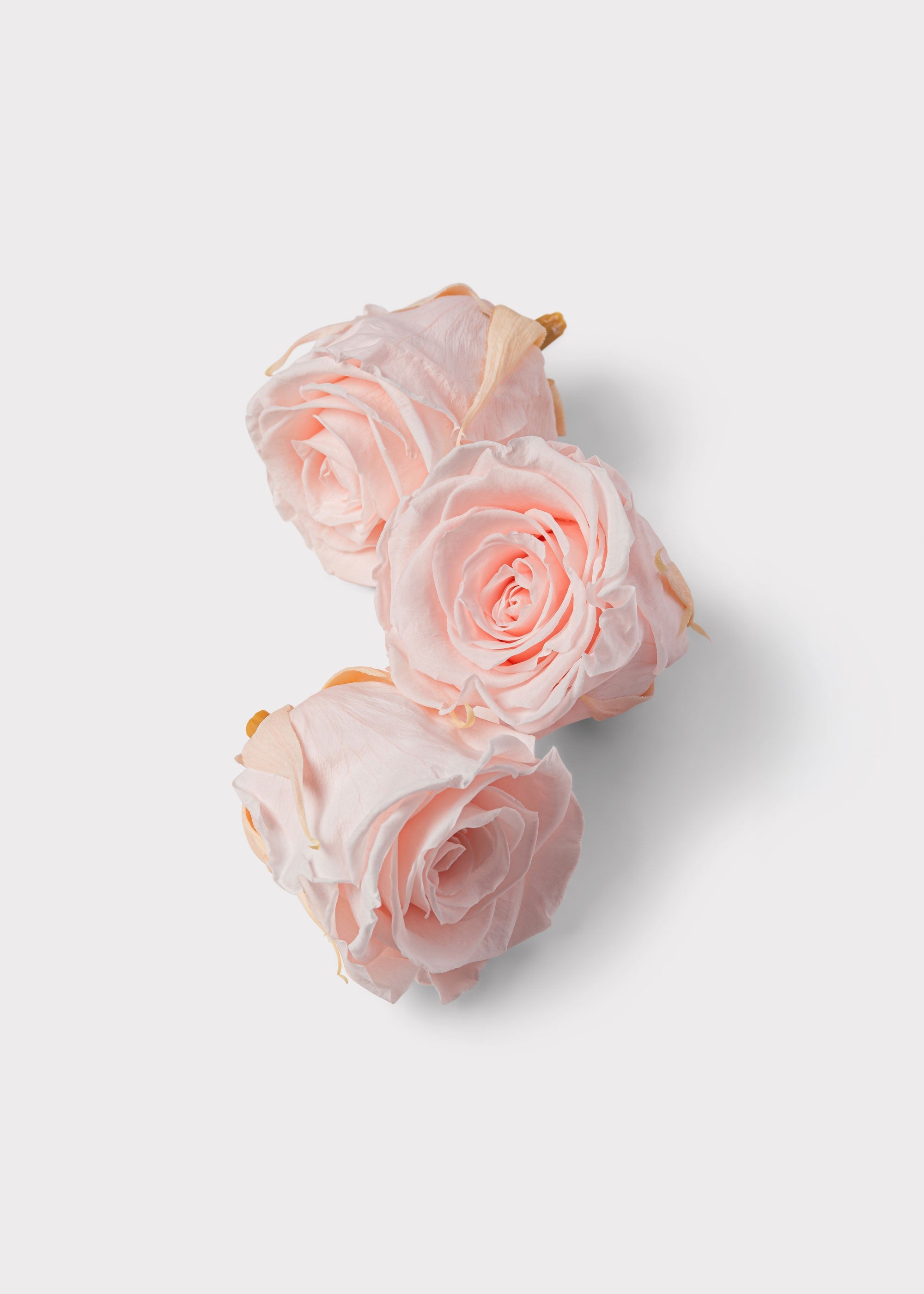 Beige Rose for Home Styling