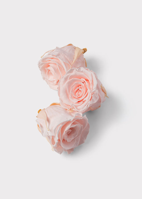 Beige Rose for Home Styling