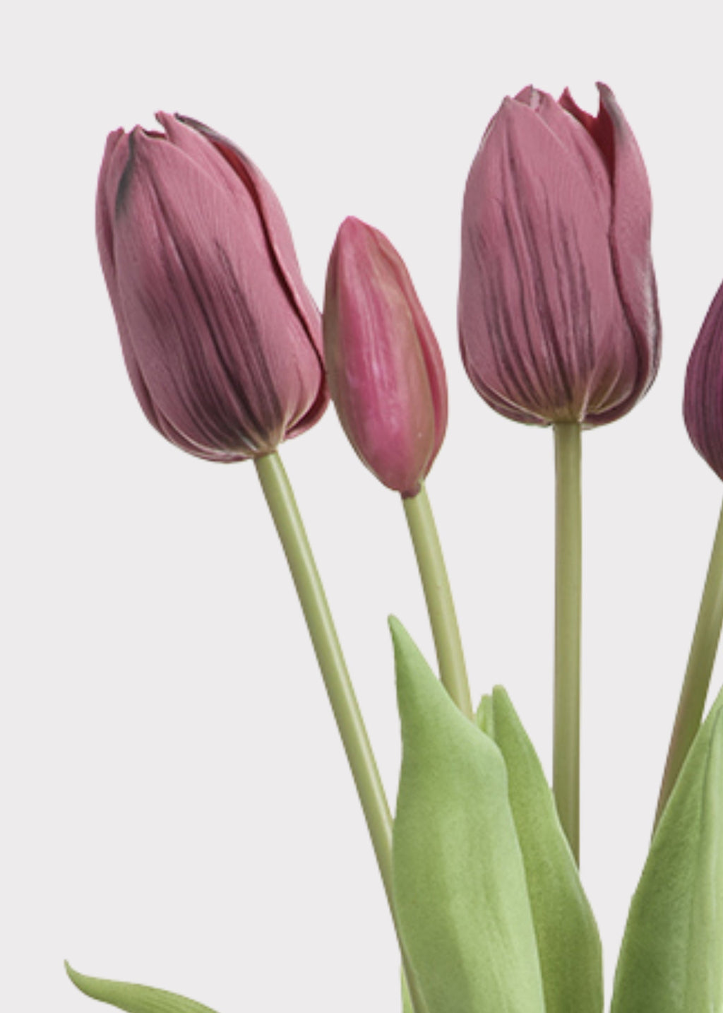 Plum Tulip for Home Styling