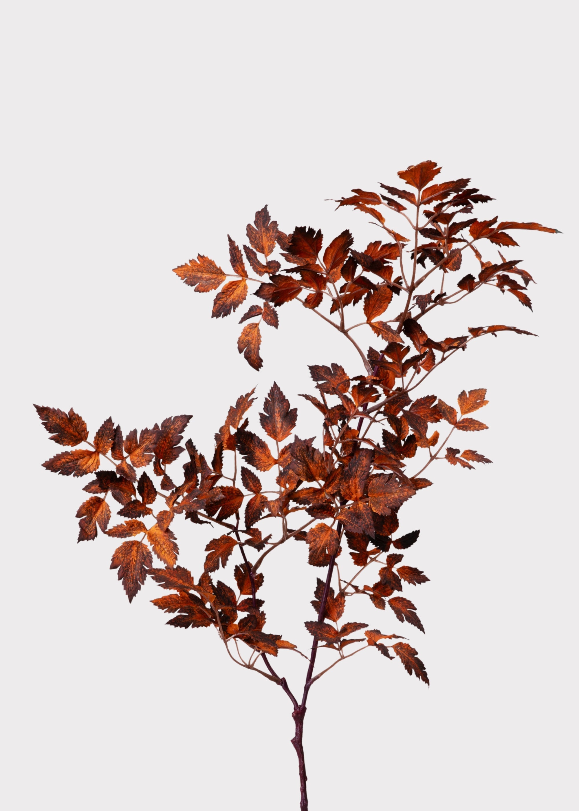 Faux Afloral™ Cimicifuga Leaf Spray Brown Stem for Seasonal Vase Styling