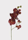 Brown Real Touch Orchid Stem for Seasonal Vase Styling