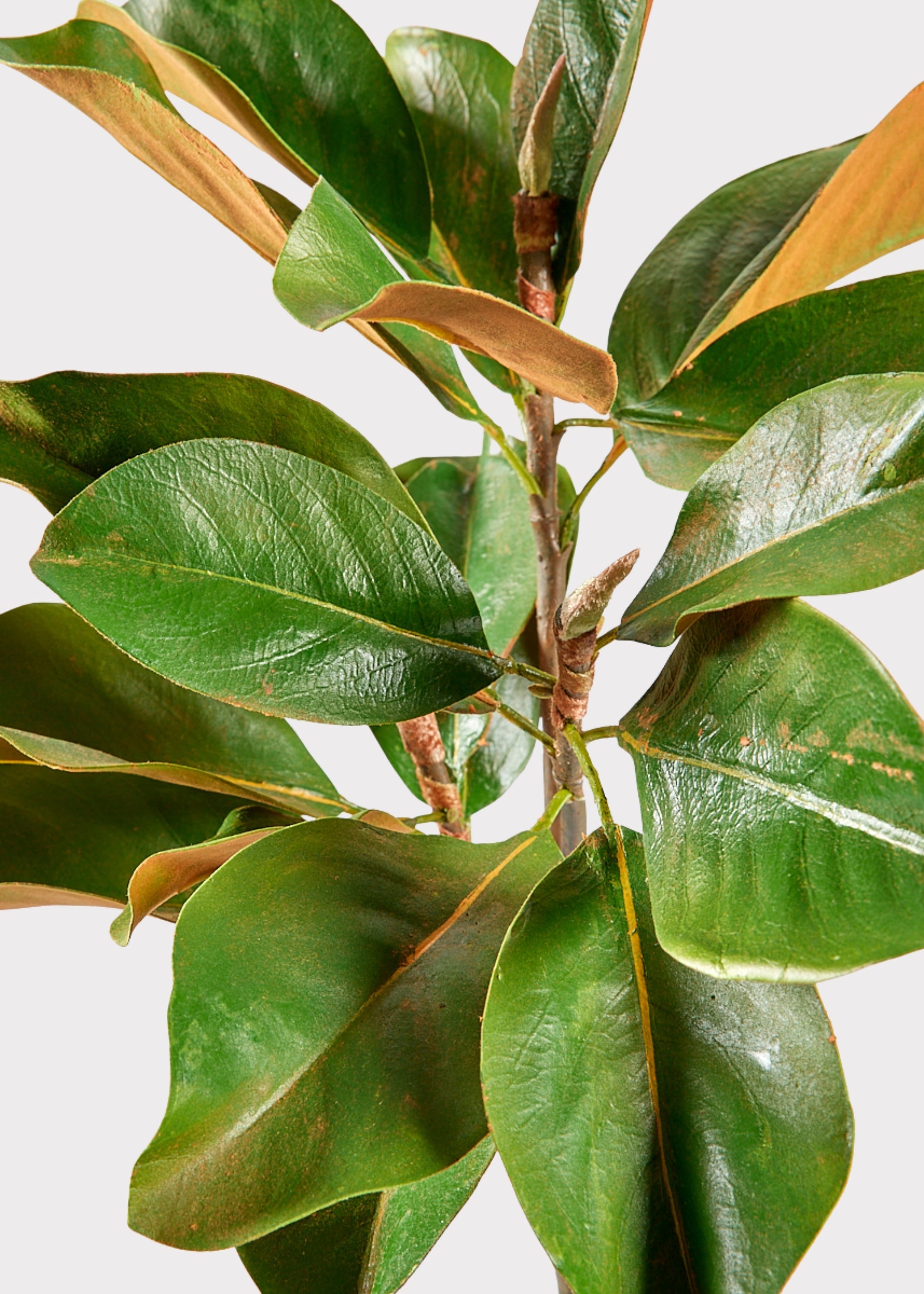 Faux Magnolia Branch for Seasonal Vase Styling