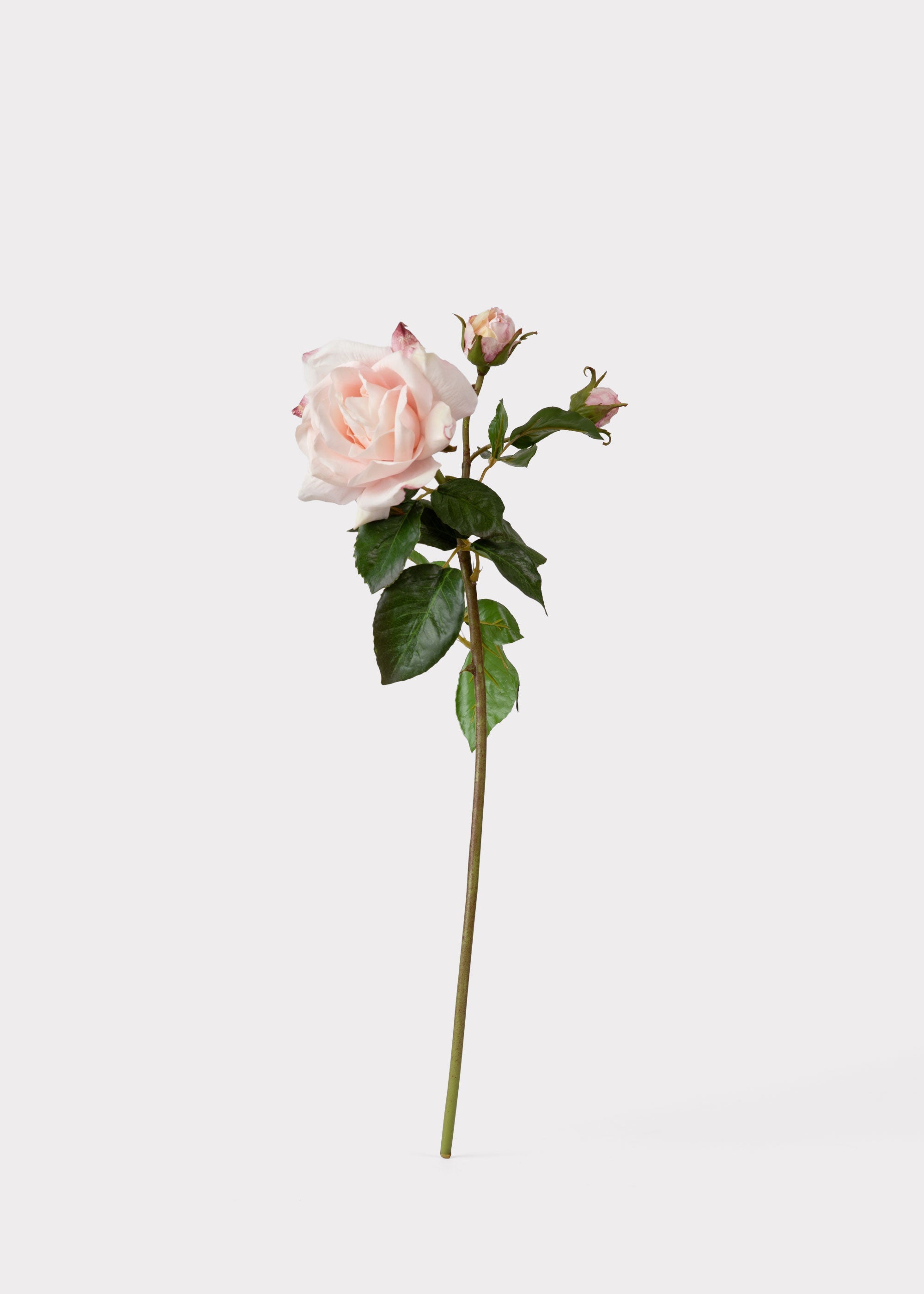Soft Pink Real Touch Rose Stem for Vase and Wedding Styling