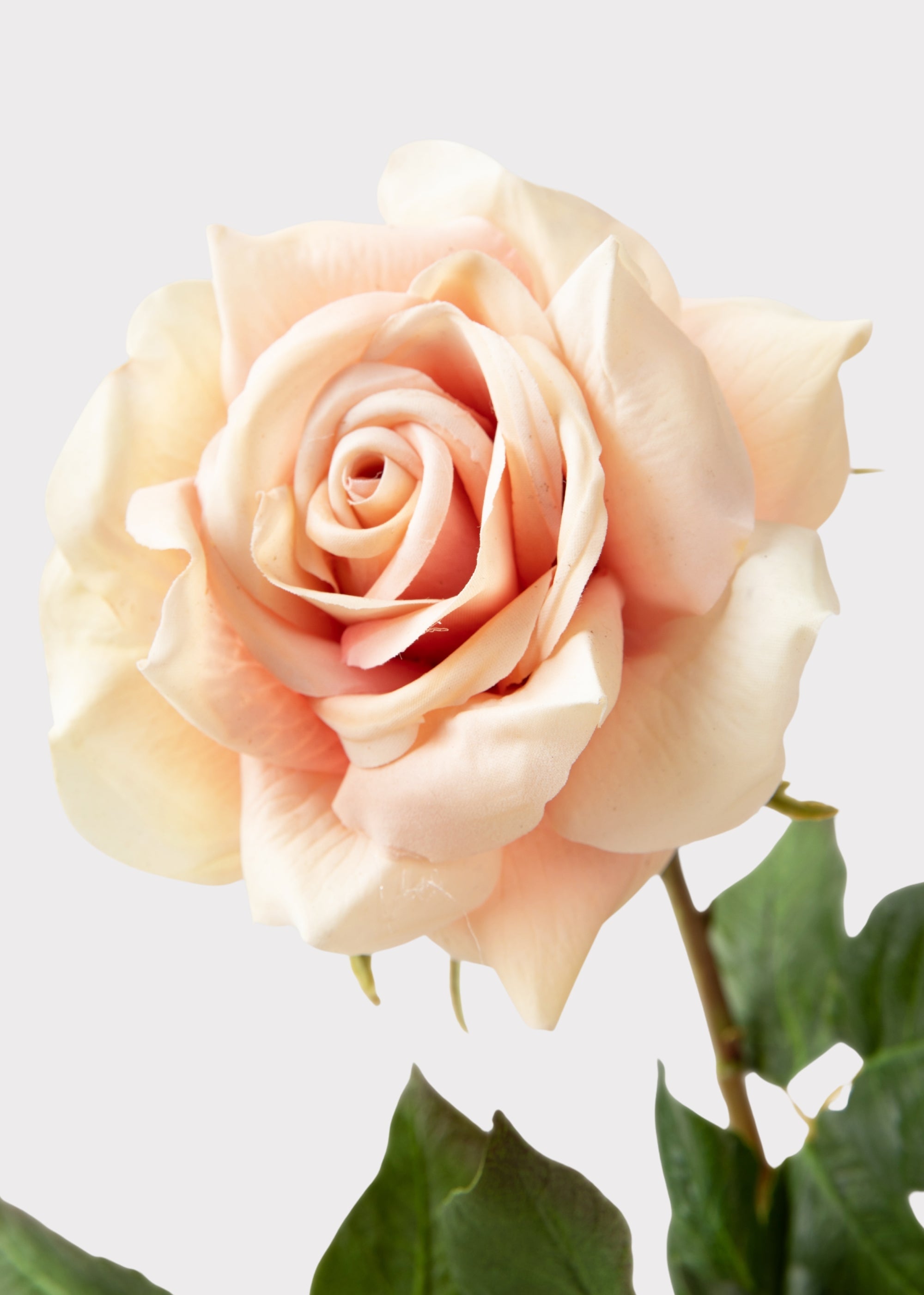Peach Rose for Home Styling