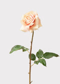 Peach Rose for Home Styling