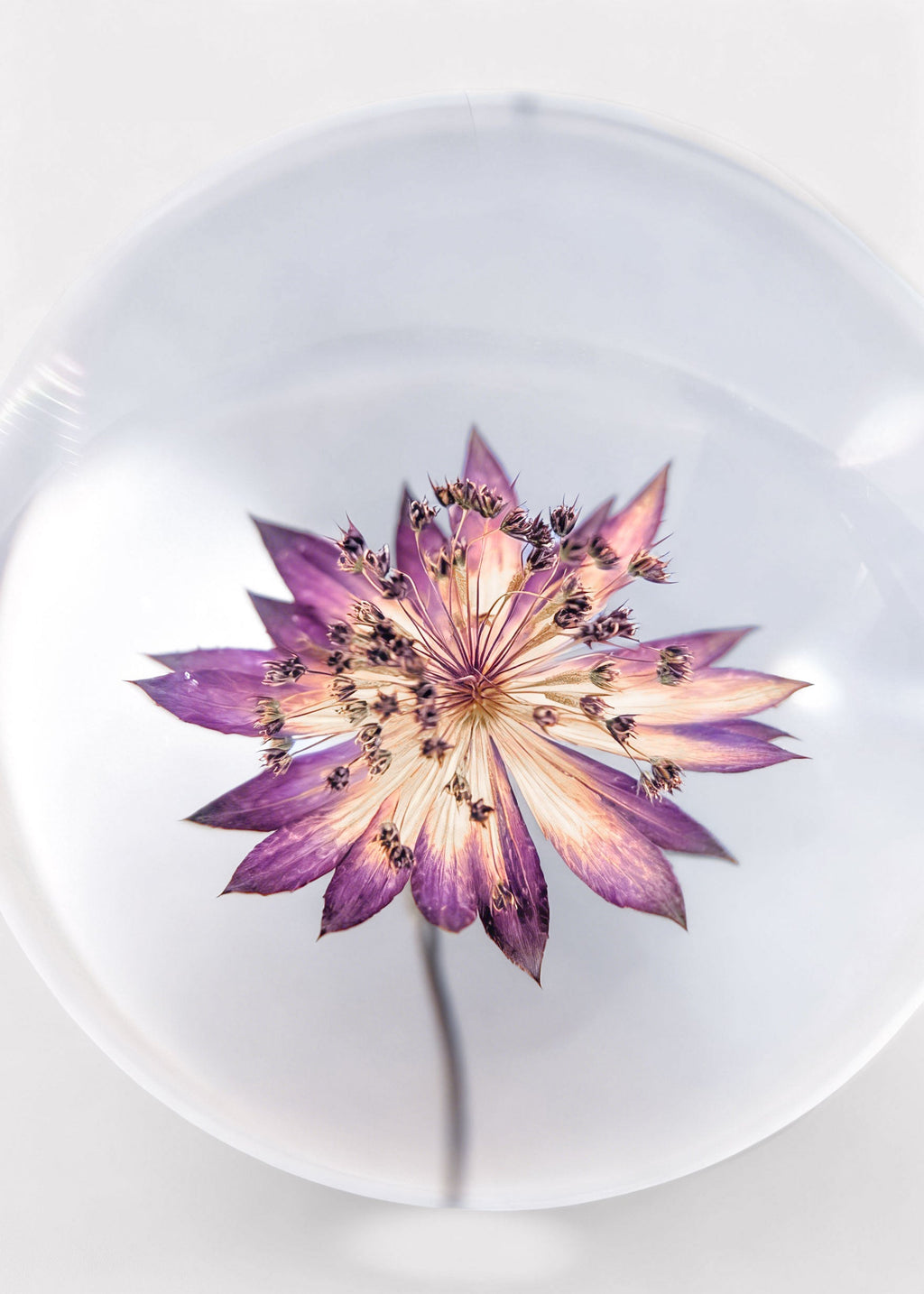Preserved Purple Head Paperweight for Home Styling