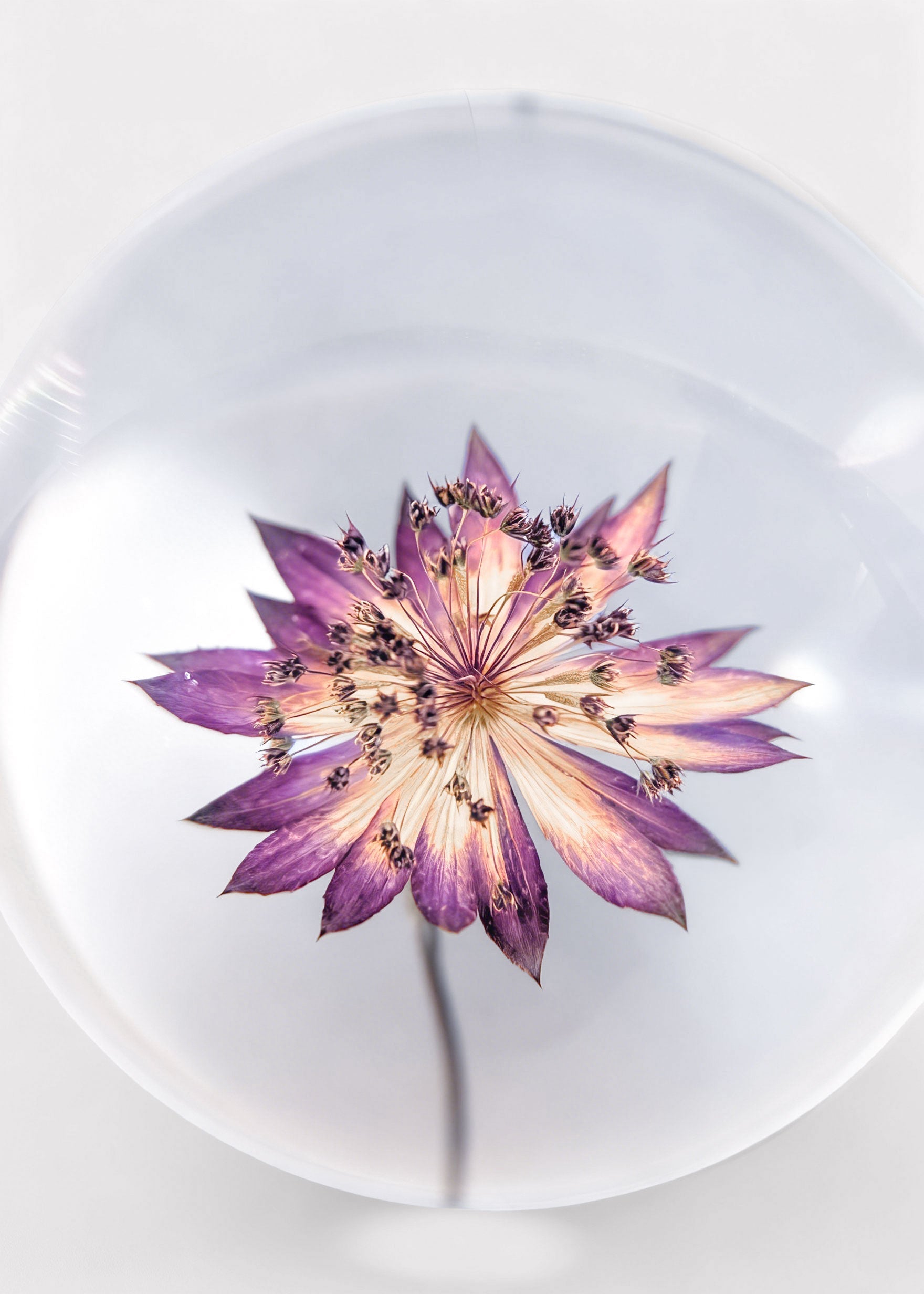 Preserved Purple Head Paperweight for Home Styling
