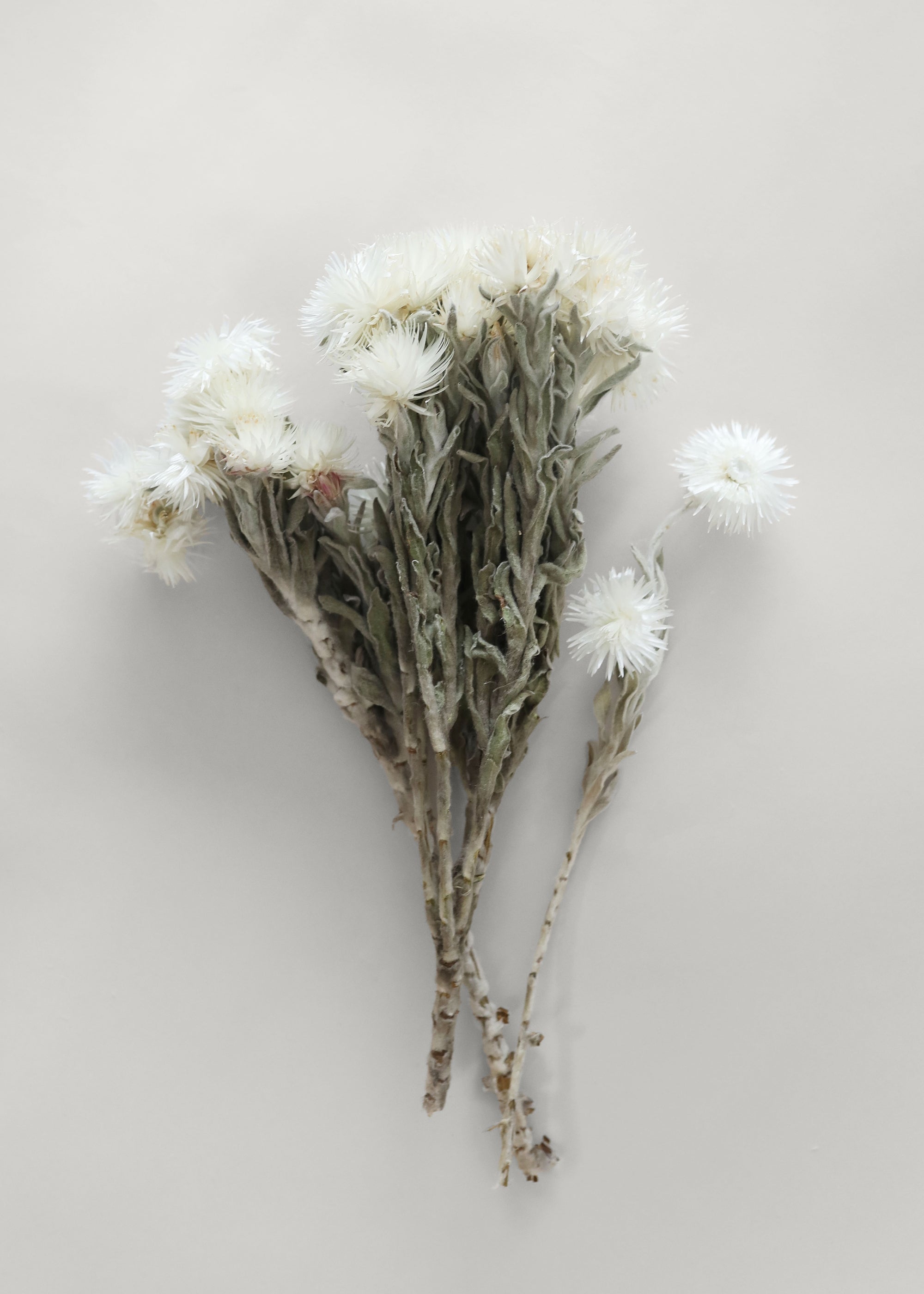 White Dried Daisy Bundle for Vase Styling
