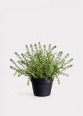 Faux Succulent Arrangement for Home Decor