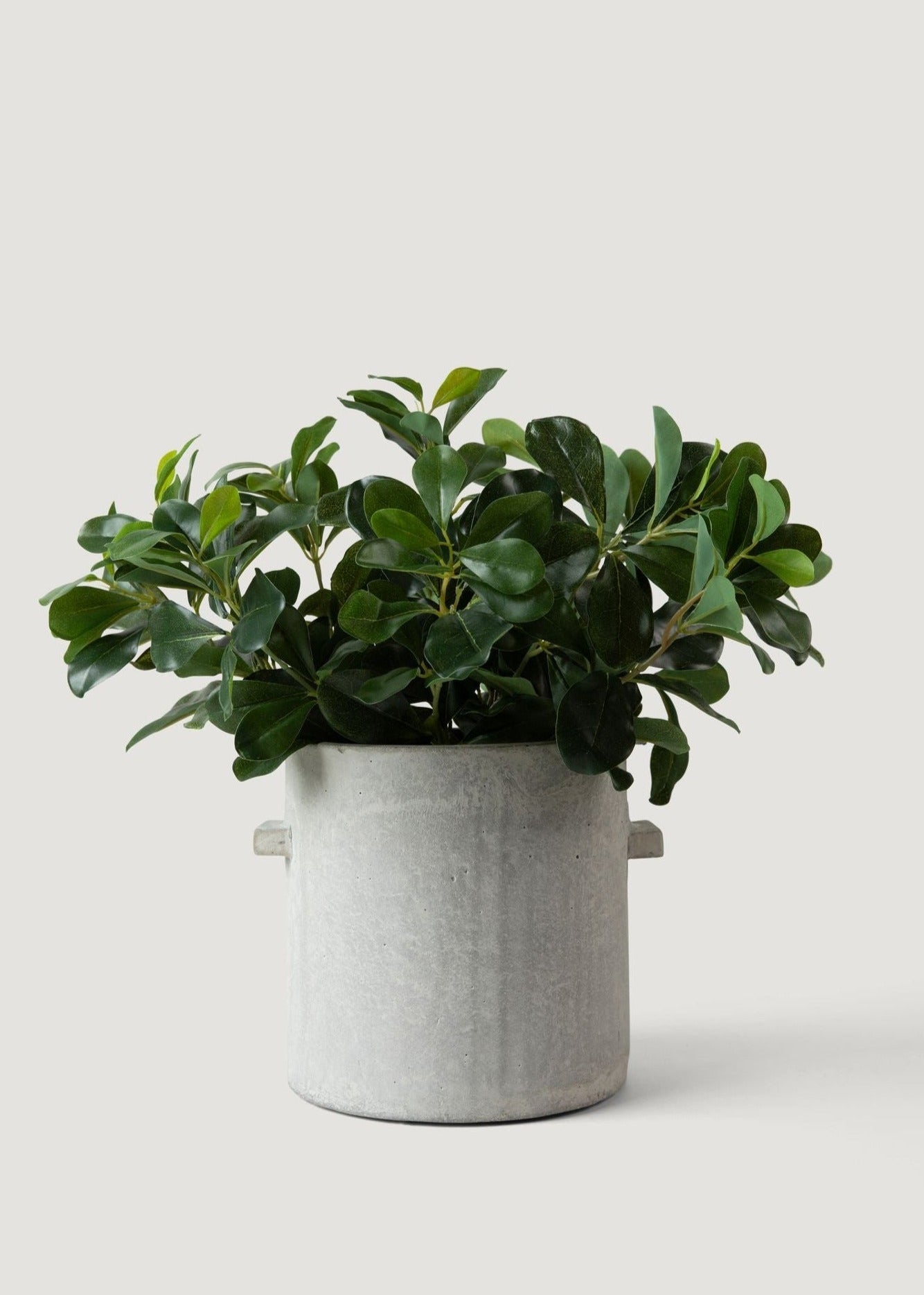 Faux Save - Wax Privet Leaf Stem for Vase Styling