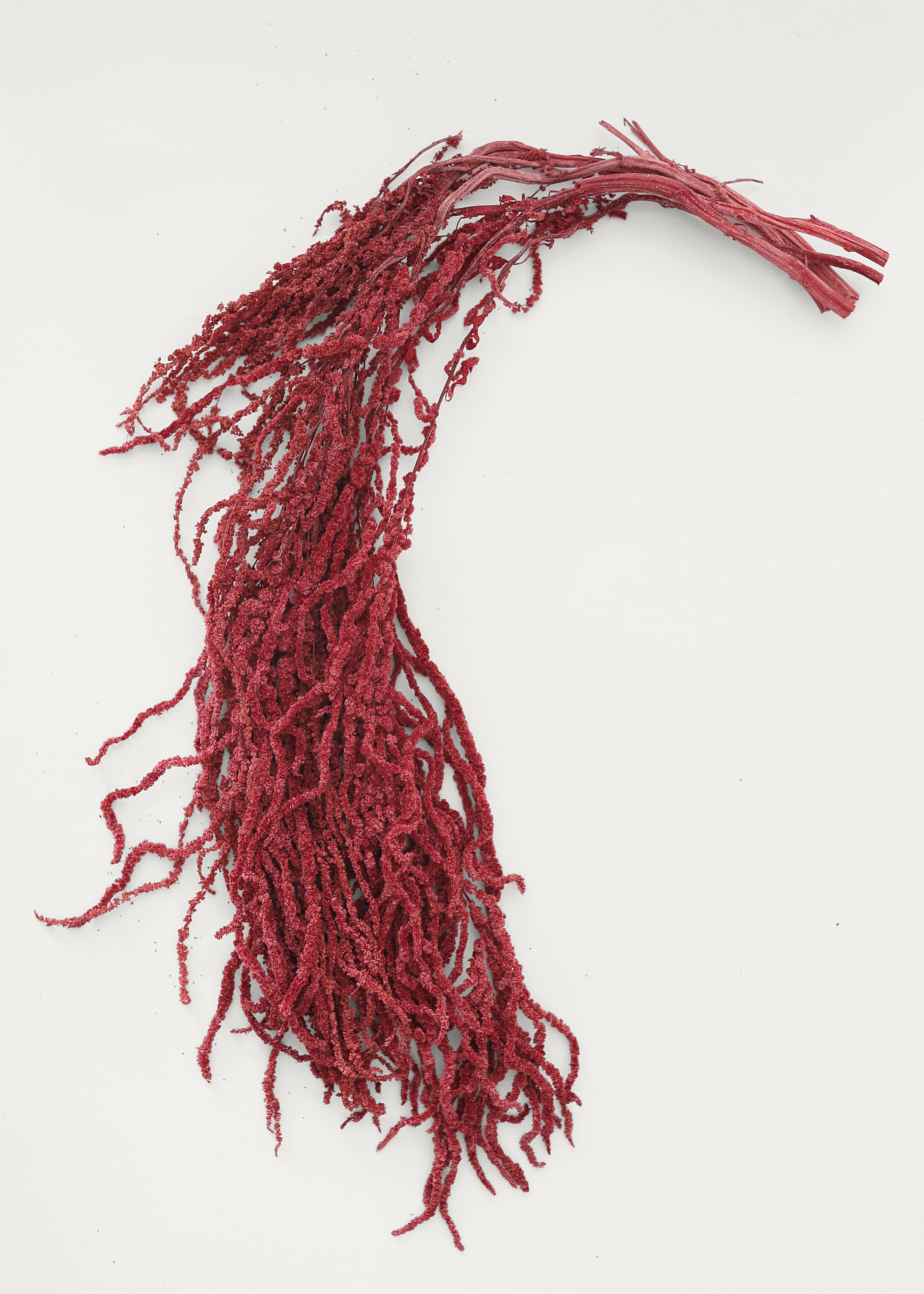 Burgundy Preserved Hanging Amaranthus for Home Styling