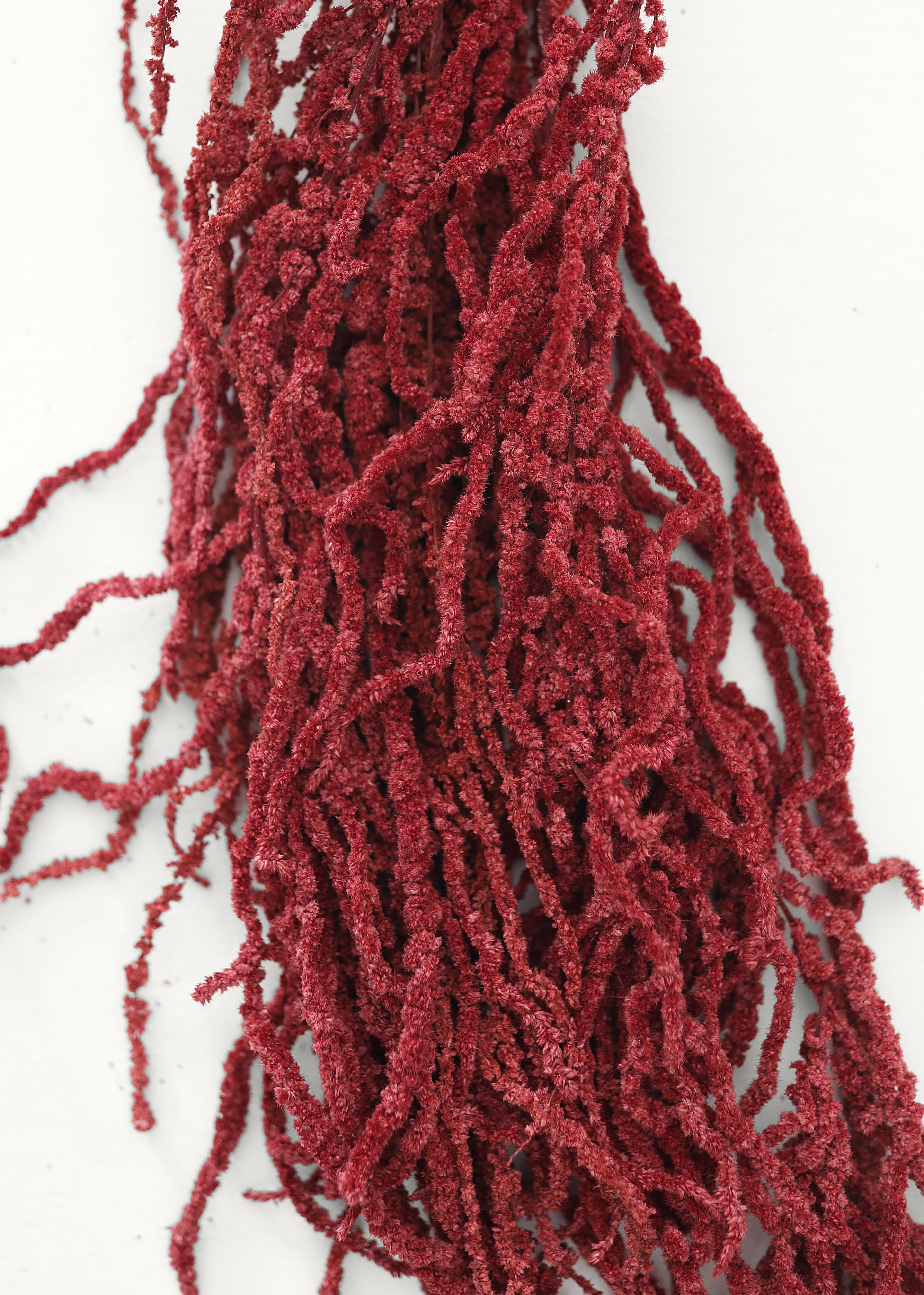 Burgundy Preserved Hanging Amaranthus for Home Styling