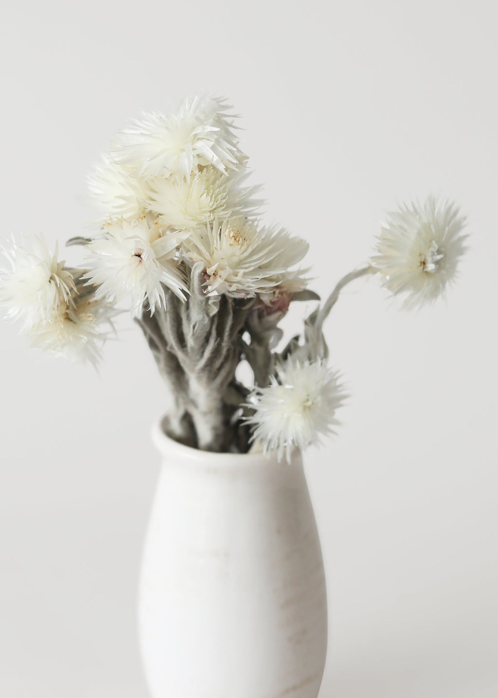 White Dried Daisy Bundle for Vase Styling