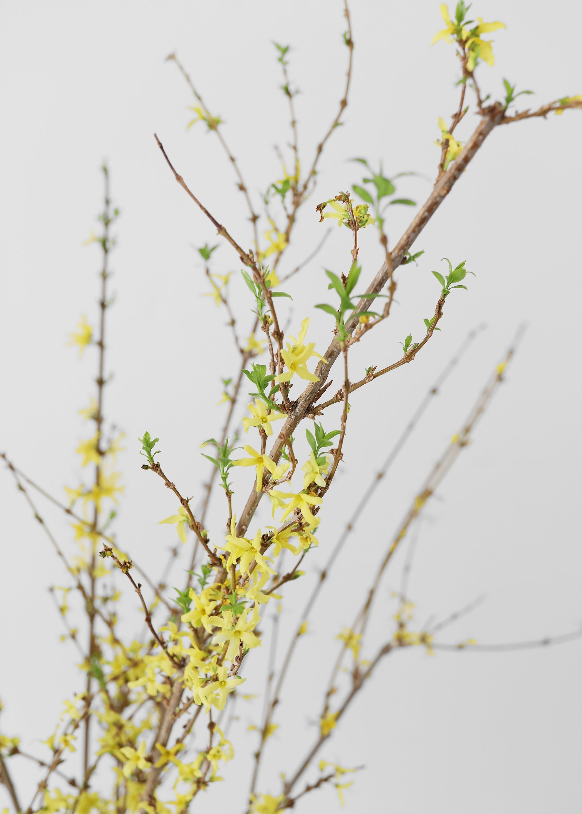 Faux Forsythia Branch for Vase Styling