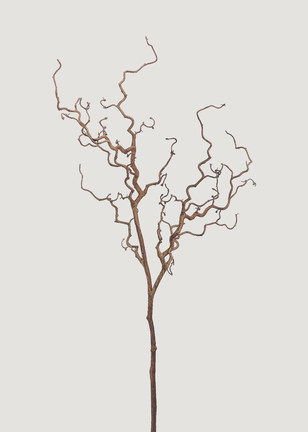 Dried Tall Branch for Seasonal Vase Styling