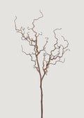 Dried Tall Branch for Seasonal Vase Styling