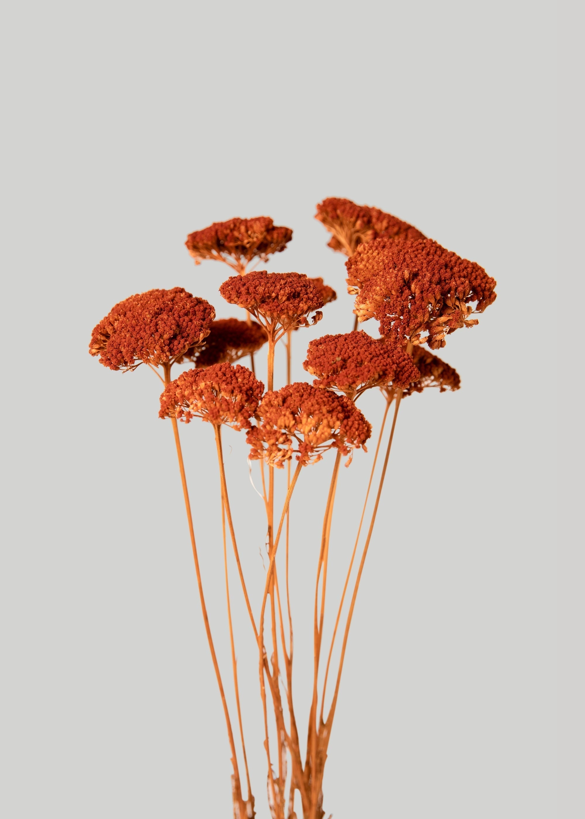 Orange Dried Yarrow Bundle for Seasonal Vase Styling