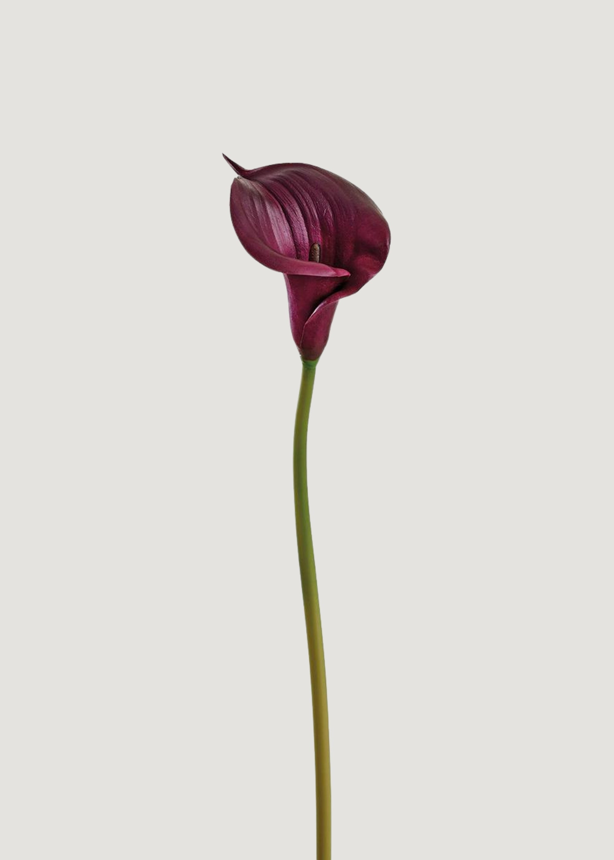 Plum Real Touch Lily Stem for Vase and Wedding Styling
